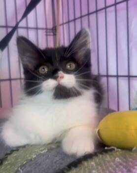 Maine Coon and Russian Blue Cats Available for Adoption in Boca Raton, Florida - Delilah & Diego BONDED | PetCurious