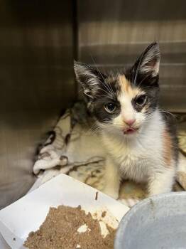 ANITA -  Domestic Short Hair Cat for Adoption in Stockton, California - ANITA | PetCurious