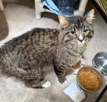Zuko -  Domestic Medium Hair Cat for Adoption in Gillette, Wyoming - Zuko | PetCurious