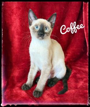 Coffee -  Siamese Cat for Adoption in El Cajon, California - Coffee | PetCurious