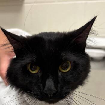 Leo -  Domestic Medium Hair Cat for Adoption in Murray, Utah - Leo | PetCurious