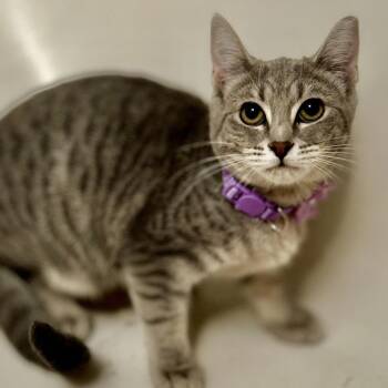 Lainie -  Domestic Short Hair Cat for Adoption in Philadelphia, Pennsylvania - Lainie | PetCurious