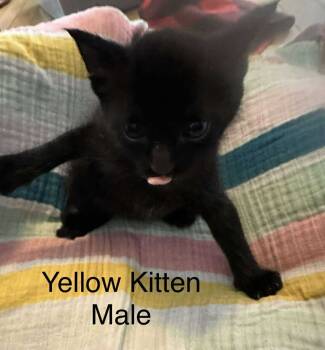 Rescue Domestic Short Hair Cats for Adoption in Cloquet, Minnesota - Yellow | PetCurious