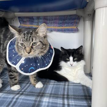 Domestic Medium Hair Cats Available for Adoption - Sativa | PetCurious