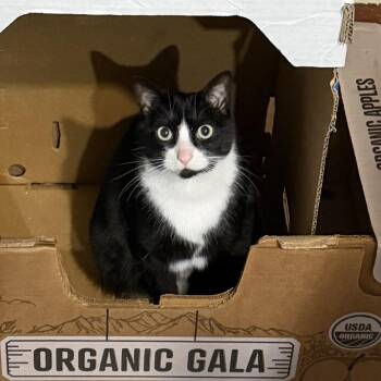 Richard -  Domestic Short Hair Cat for Adoption in Bentonville, Arkansas - Richard | PetCurious
