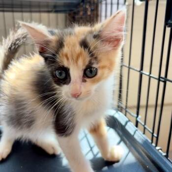 Hoka -  Domestic Short Hair Cat for Adoption in Huntington, West Virginia - Hoka | PetCurious