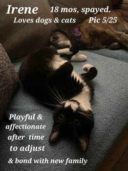 Rescue Tuxedo Cats for Adoption in Staunton, Virginia - Irene | PetCurious