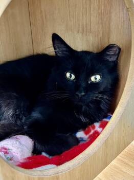 Dolly -  Domestic Short Hair Cat for Adoption in Grand Rapids, Michigan - Dolly | PetCurious