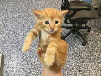 Domestic Short Hair Cats Available for Adoption in Thousand Palms, California - A1919533 | PetCurious