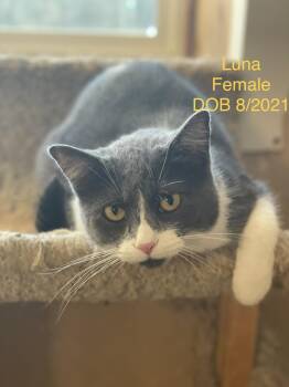 Domestic Short Hair Cats Available for Adoption in Lacon, Illinois - Luna | PetCurious
