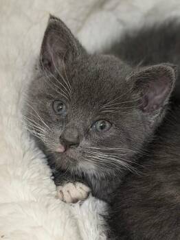 Stephanie -  Domestic Short Hair Cat for Adoption in Menomonie, Wisconsin - Stephanie | PetCurious