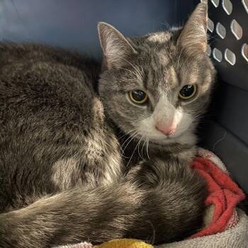 Sassy Girl -  Domestic Short Hair Cat for Adoption in Lynchburg, Virginia - Sassy Girl | PetCurious