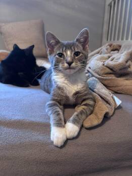 Lil Natalie -  Domestic Short Hair Cat for Adoption in Spencerville, Ontario - Lil Natalie | PetCurious