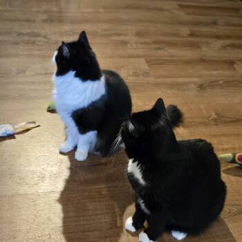Frankie and Sami -  Domestic Medium Hair Cat for Adoption in Wells, Maine - Frankie And Sami | PetCurious