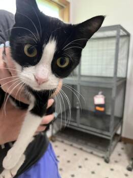 Violet / 3 of 3 -  Domestic Short Hair Cat Available for Adoption in Dayton, Minnesota - Violet / 3 Of 3 | PetCurious