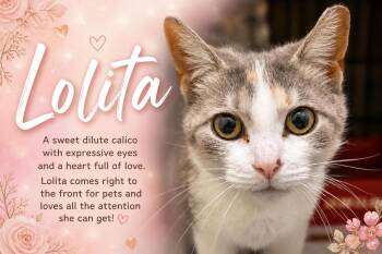 Dilute Calico and Tabby Cats Available for Adoption in Greenville, Delaware - Lolita (FCID# 04/27/2026 - 25 Trainer) | PetCurious