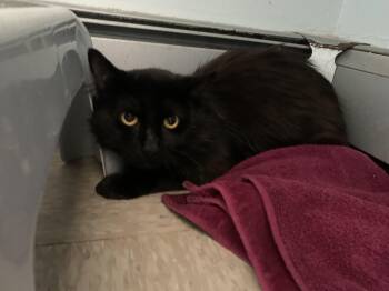 Rescue Domestic Medium Hair Cats for Adoption in Salisbury, Massachusetts - Panna Cotta | PetCurious