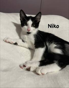 Niko -  Domestic Short Hair Cat for Adoption in Wyandotte, Michigan - Niko | PetCurious