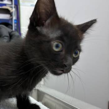 Arugula -  Domestic Short Hair Cat for Adoption in Corpus Christi, Texas - Arugula | PetCurious