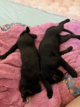 Pugsley 0118 -  Domestic Short Hair Cat Available for Adoption in Dallas, Texas - Pugsley 0118 | PetCurious