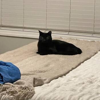 Domestic Short Hair Cats Available for Adoption - Hiccup | PetCurious