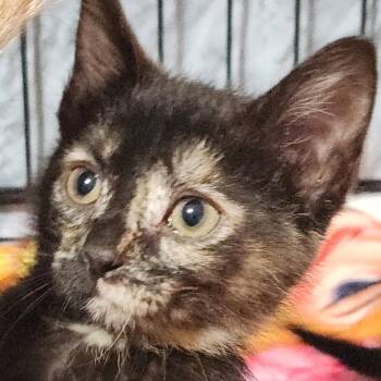 Venus K46656 -  Domestic Short Hair Cat for Adoption in Corsicana, Texas - Venus K46656 | PetCurious