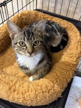 Bryno -  Domestic Short Hair Cat for Adoption in INDN HBR BCH, Florida - Bryno | PetCurious