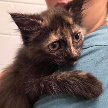 Reese -  Domestic Short Hair Cat for Adoption in Chattanooga, Tennessee - Reese | PetCurious