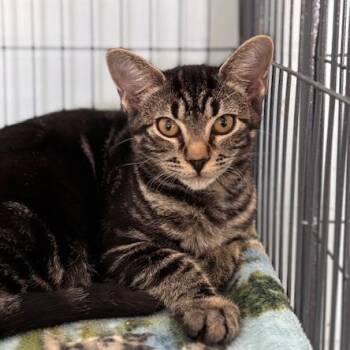 Marcy (26-10121) -  Domestic Short Hair Cat for Adoption in Fort Smith, Arkansas - Marcy (26-10121) | PetCurious
