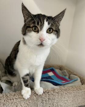 Augustus -  Tabby Cat for Adoption in Maple Ridge, British Columbia - Augustus | PetCurious