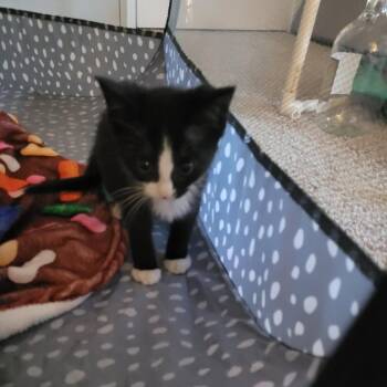 Banjo -  Domestic Short Hair Cat for Adoption in Mebane, North Carolina - Banjo | PetCurious