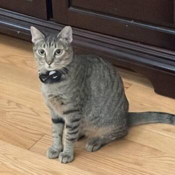 Maggie -  Tabby Cat for Adoption in King City, Ontario - Maggie | PetCurious