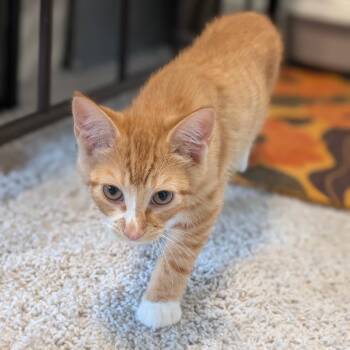 Ronan -  Domestic Short Hair Cat for Adoption in Raleigh, North Carolina - Ronan | PetCurious