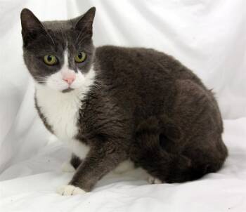Domestic Short Hair Cats Available for Adoption - LEVI | PetCurious