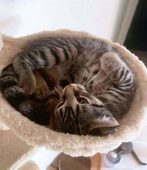 Parsley -  Tabby Cat for Adoption in Montreal, Quebec - Parsley | PetCurious