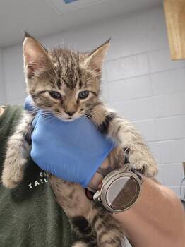 PETER -  Domestic Short Hair Cat for Adoption in Tallahassee, Florida - PETER | PetCurious