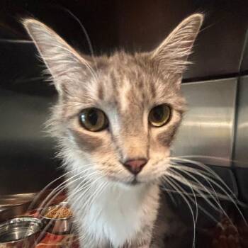 Domestic Medium Hair Cats Available for Adoption in West Des Moines, Iowa - Mio | PetCurious