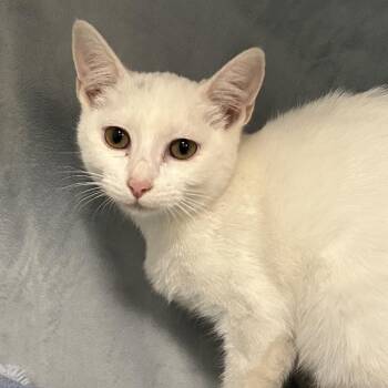 7. Foxy Frost Roswell -  Domestic Short Hair Cat for Adoption in Denver, Colorado - 7. Foxy Frost Roswell | PetCurious