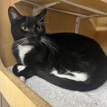 Gizmo -  Domestic Short Hair Cat Available for Adoption in Manhattan, Kansas - Gizmo | PetCurious