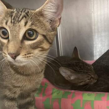 Zeke -  Domestic Short Hair Cat for Adoption in Port Charlotte, Florida - Zeke | PetCurious
