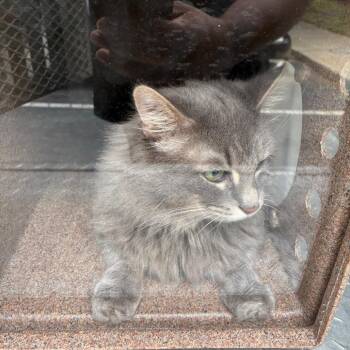 Puff -  American Shorthair Cat for Adoption in Greensboro, North Carolina - Puff | PetCurious