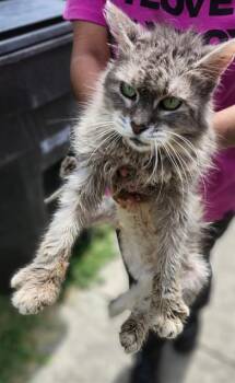 LOUSI -  Domestic Medium Hair Cat for Adoption in San Antonio, Texas - LOUSI | PetCurious