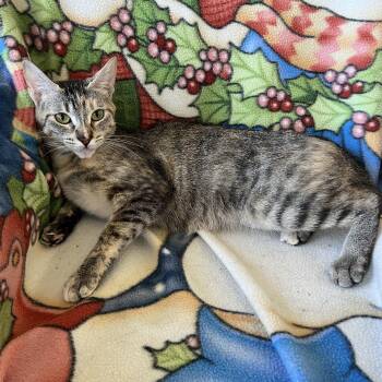Rescue Domestic Short Hair Cats for Adoption in Bonners Ferry, Idaho - Lucy | PetCurious