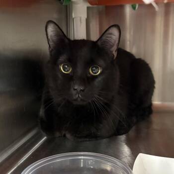 Domestic Short Hair Cats Available for Adoption - Licorice | PetCurious