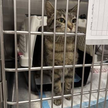 Evanna -  Domestic Short Hair Cat for Adoption in Salt Lake City, Utah - Evanna | PetCurious