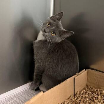 Goose -  Domestic Short Hair Cat for Adoption in Marshall, Virginia - Goose | PetCurious