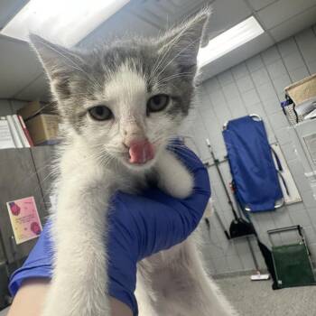 Joey (Holland Cat Cove) -  Domestic Medium Hair Cat for Adoption in West Olive, Michigan - Joey (Holland Cat Cove) | PetCurious