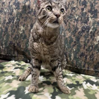 Rescue Domestic Short Hair Cats for Adoption in Riverside, California - Hugo | PetCurious