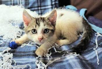 Rescue Tabby Cats for Adoption in Franklin, Tennessee - KITTEN EMBER | PetCurious