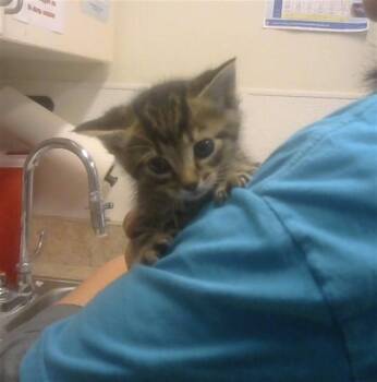 Domestic Short Hair Cats Available for Adoption in Albuquerque, New Mexico - RON | PetCurious